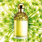 Angelique Lilas  Guerlain:  