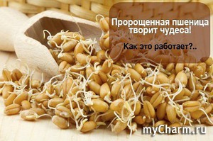 Что полезней семена пшеницы или гречки