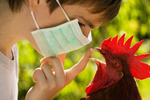 На западе Японии выявлен новый очаг птичьего гриппа